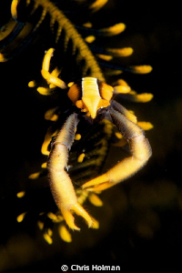 Squat Lobster on Sea Star
Nikon D80, 105mm with +4 Diopt... by Chris Holman 